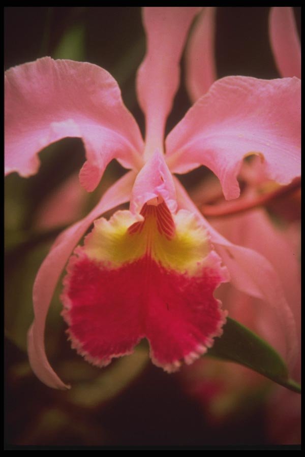 093037 Wild Orchid In Minas Gerais A4 Photo Print