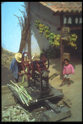 093038 A Campesihno Pressing Sugar As His Son Looks On A4 Photo Print