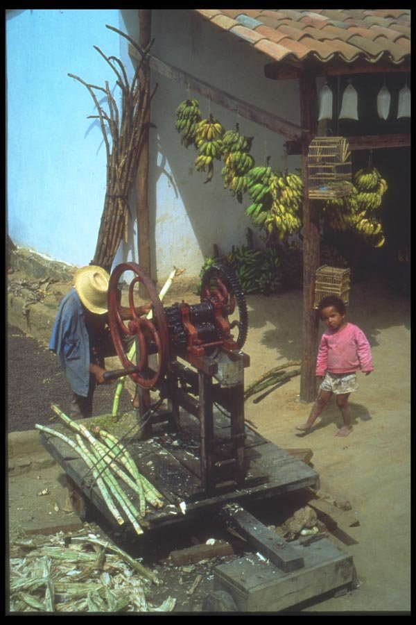 093038 A Campesihno Pressing Sugar As His Son Looks On A4 Photo Print