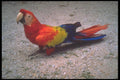 093040 Macaw In Belem Courtyard A4 Photo Print