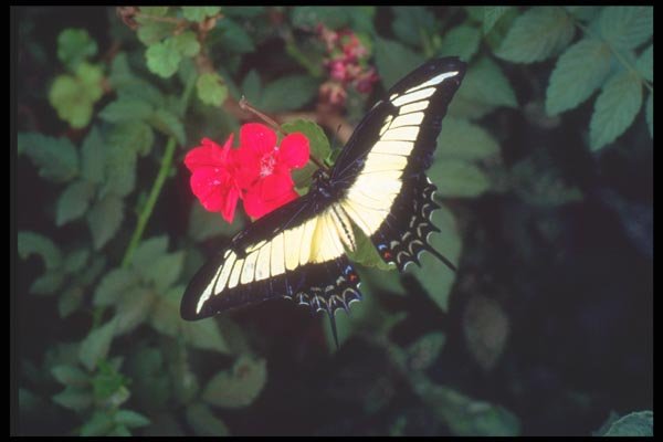 093044 Yellow Swallowtail Pollinating An Impatiens, Foz Do Iguacu A4 Photo Print