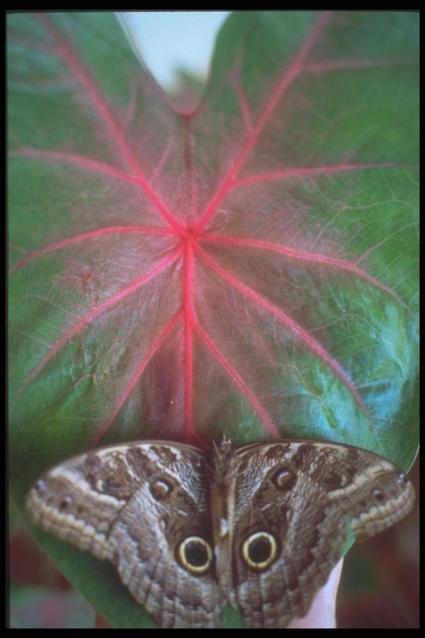 093045 Luna Moth With False Eyes, To Fool Predators A4 Photo Print