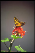 093050 Yellow Swallowtail Pollinating A Geranium A4 Photo Print
