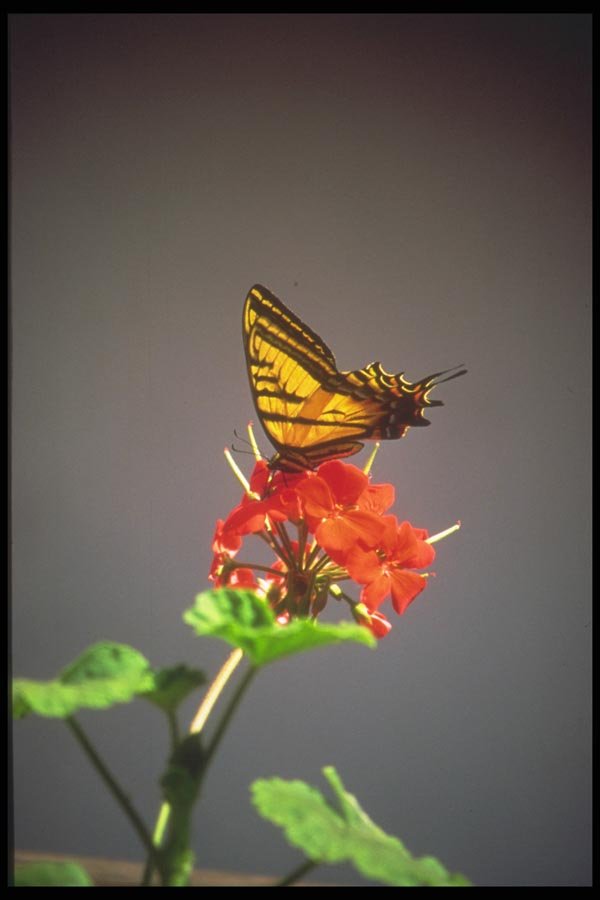 093050 Yellow Swallowtail Pollinating A Geranium A4 Photo Print