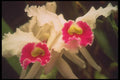 093053 Two Orchids In The Amazon Jungle Near Manaus A4 Photo Print