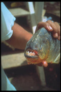093062 A Piranha In The Pantanal A4 Photo Print