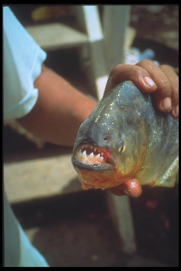 093062 A Piranha In The Pantanal A4 Photo Print