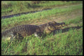 093063 Jacare (South American Caiman) Sitting In Savanna A4 Photo Print