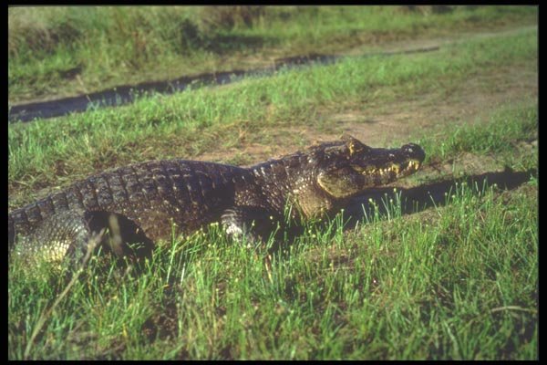 093063 Jacare (South American Caiman) Sitting In Savanna A4 Photo Print