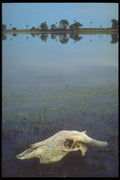 093064 Cow's Skull On Bank Of Marsh In Pantanal A4 Photo Print