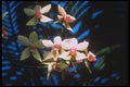 093072 Orchids Growing Beside House In Belem A4 Photo Print