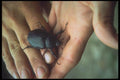 093087 Large Beetle Found In Highlands Of Minas Gerais A4 Photo Print