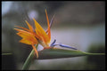 093089 Bird Of Paradise Flower Blooming In The Amazon A4 Photo Print