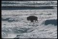 094005 Bull Bison, Yellowstone A4 Photo Print
