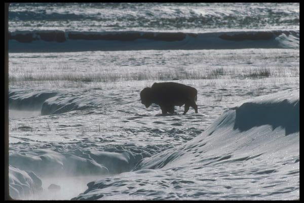 094005 Bull Bison, Yellowstone A4 Photo Print
