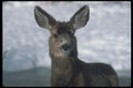 094007 Mule Deer A4 Photo Print