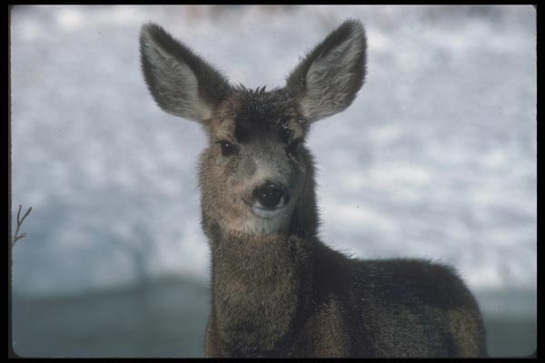 094007 Mule Deer A4 Photo Print