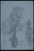 094010 Cottonwood In Fog A4 Photo Print
