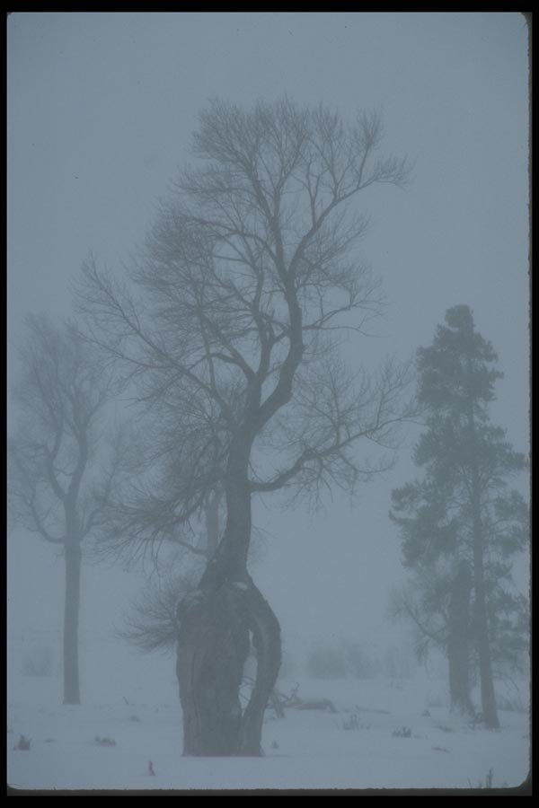 094010 Cottonwood In Fog A4 Photo Print