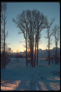 094012 Last Light, Cottonwoods A4 Photo Print