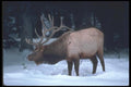 094015 Bull Elk A4 Photo Print