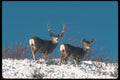 094017 Mule Deer A4 Photo Print