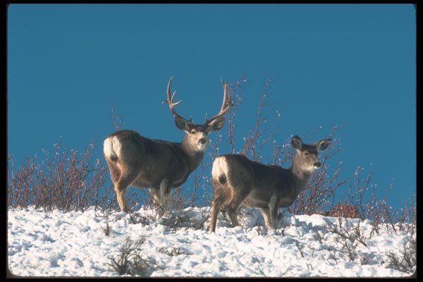 094017 Mule Deer A4 Photo Print