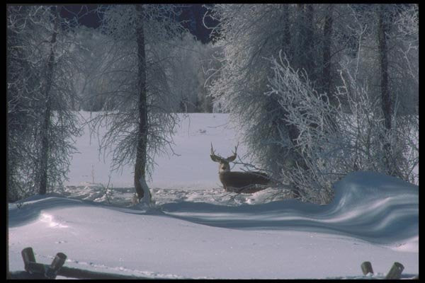 094026 Mule Deer Buck A4 Photo Print