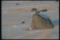 094034 Lichen Covered Rock A4 Photo Print