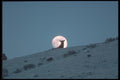 094036 Full Moon And Cow Elk A4 Photo Print