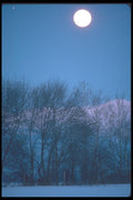 094038 Full Moon And Cottonwoods A4 Photo Print