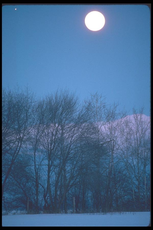094038 Full Moon And Cottonwoods A4 Photo Print