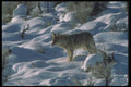 094041 Coyote A4 Photo Print