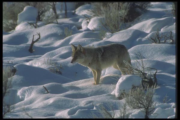 094041 Coyote A4 Photo Print