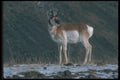 094042 Pronghorn A4 Photo Print