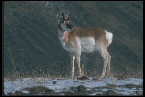 094042 Pronghorn A4 Photo Print