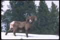 094043 Bighorn Ram A4 Photo Print