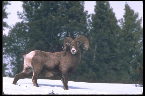 094043 Bighorn Ram A4 Photo Print