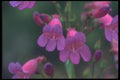 094052 Penstemon A4 Photo Print