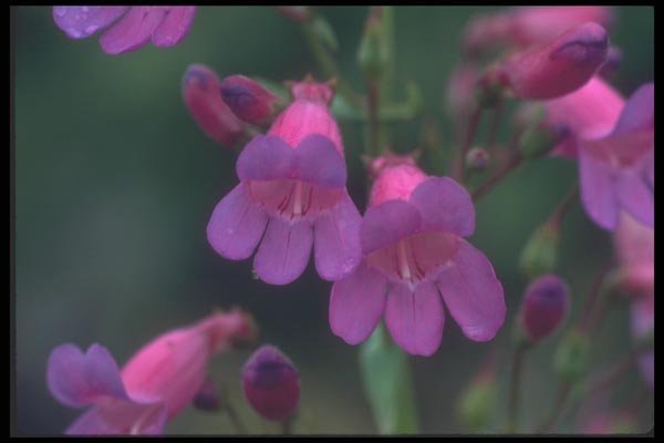 094052 Penstemon A4 Photo Print