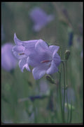 094053 Canterberry Bells A4 Photo Print