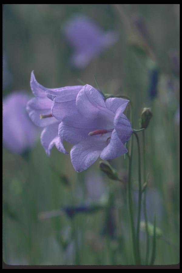 094053 Canterberry Bells A4 Photo Print