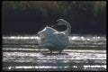 094055 Trumpter Swan A4 Photo Print