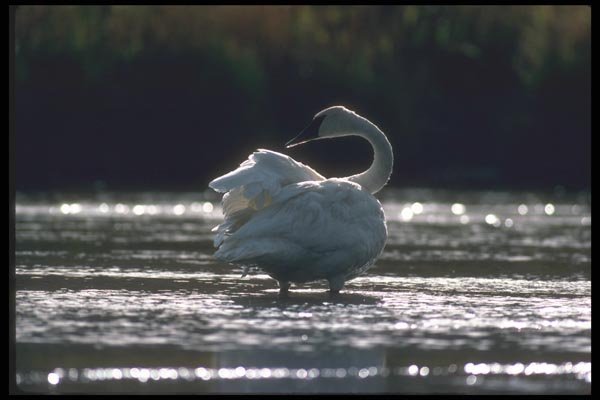 094055 Trumpter Swan A4 Photo Print