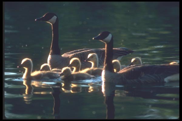 094056 Canada Goose Family A4 Photo Print