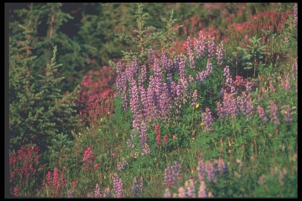 094071 Lupine Hillside A4 Photo Print