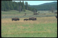 094076 Bison, Yellowstone A4 Photo Print