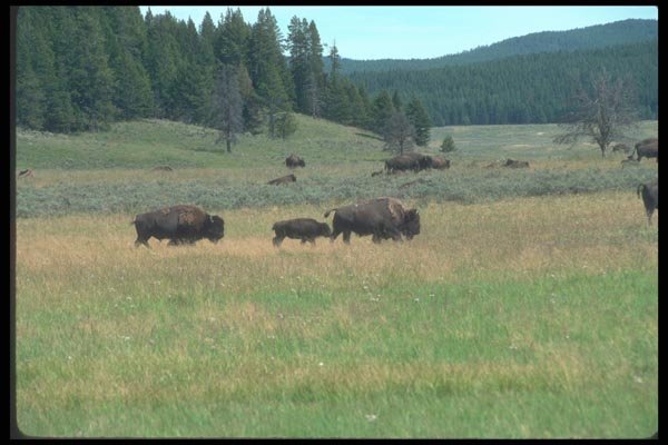 094076 Bison, Yellowstone A4 Photo Print