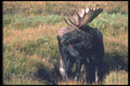094077 Bull Moose A4 Photo Print