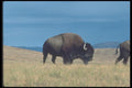 094078 Bison A4 Photo Print